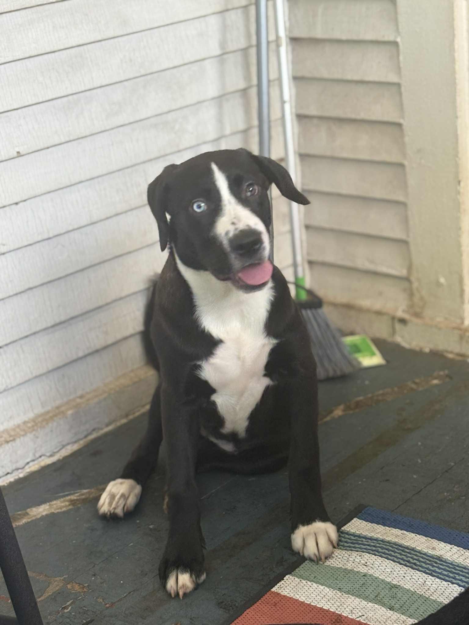 Enlarge Shamrock, a Adoptable mixed breed in Pekin, IL image 4/6