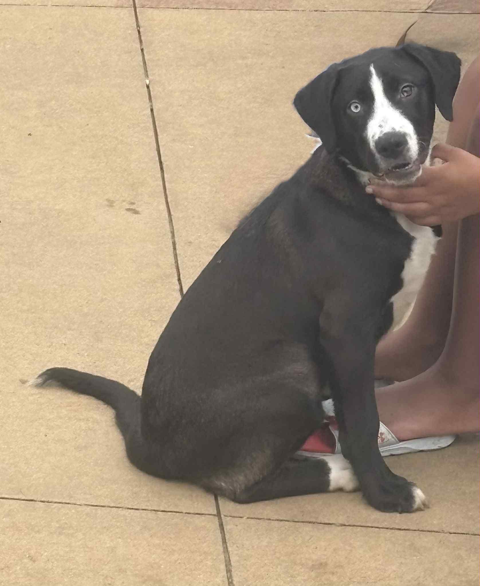 Enlarge Shamrock, a Adoptable mixed breed in Pekin, IL image 5/6