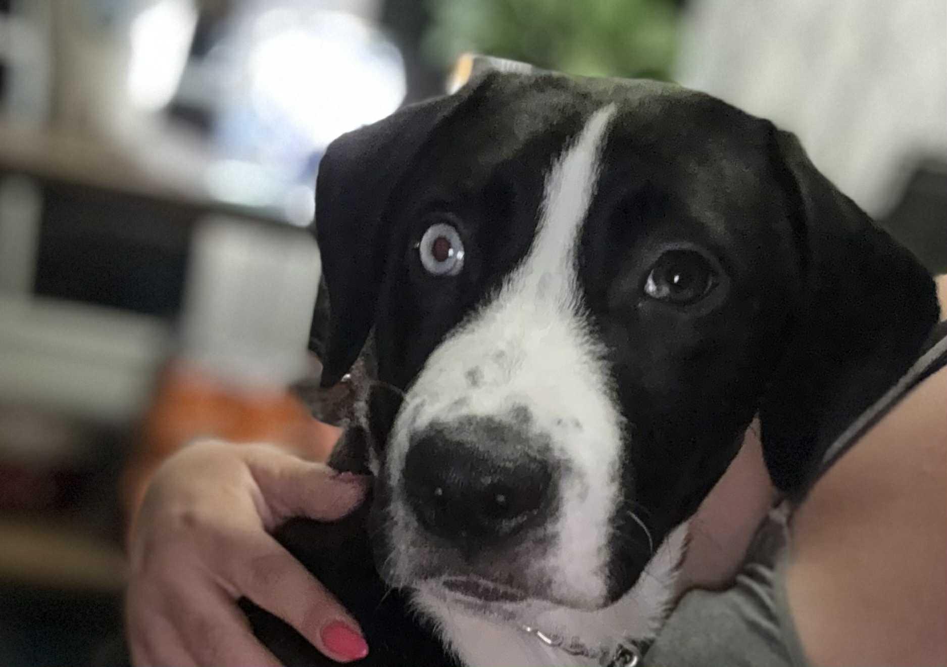 Enlarge Shamrock, a Adoptable mixed breed in Pekin, IL image 3/6