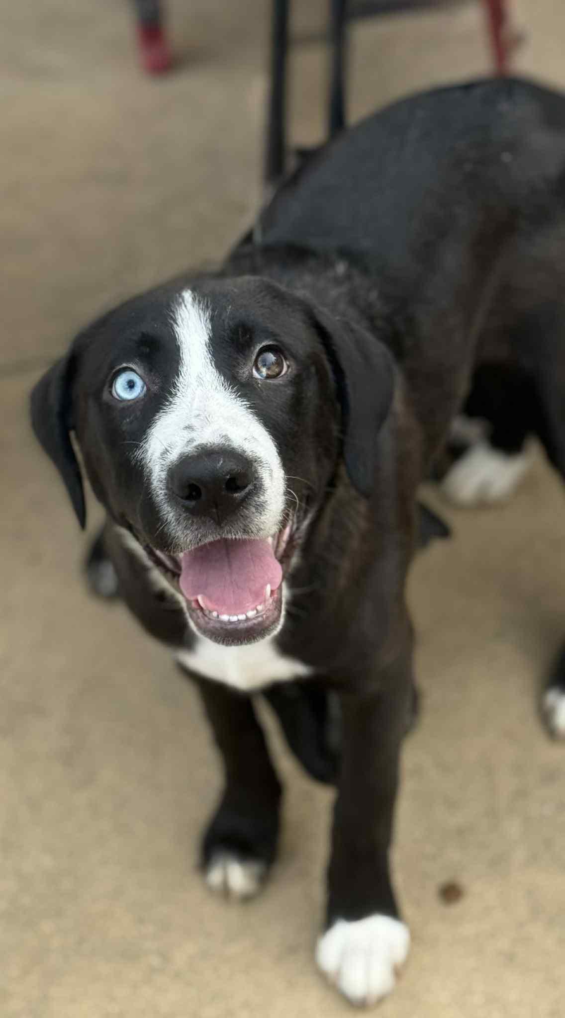 Shamrock, Adoptable, Puppy Female Pit Bull Terrier & Alaskan Malamute.