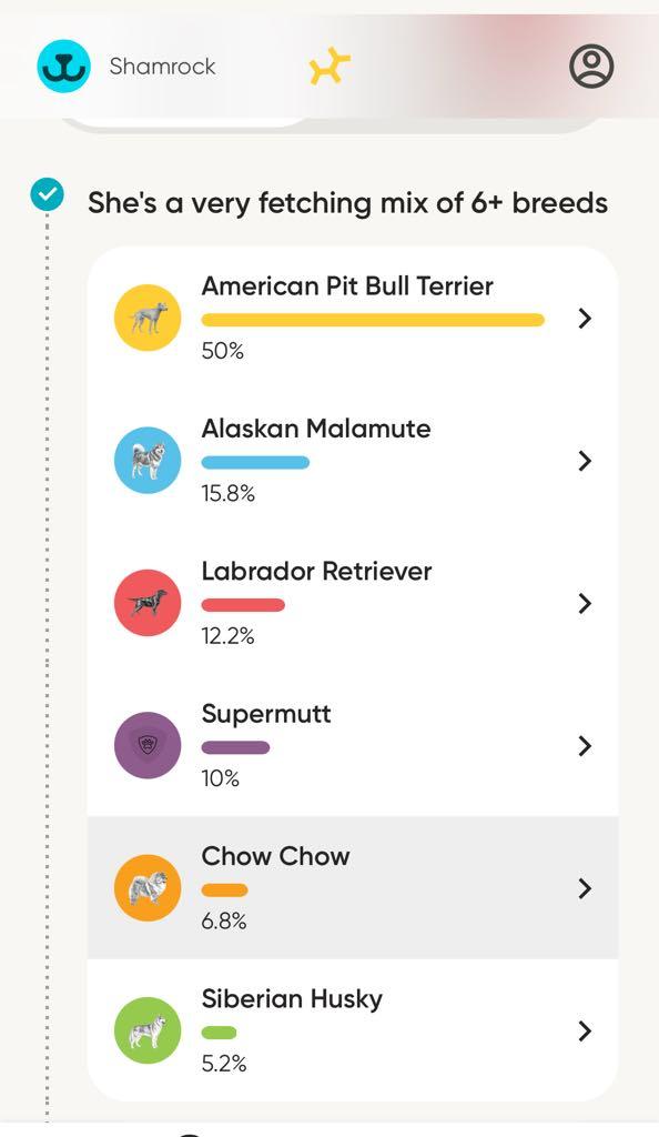 Enlarge Shamrock, a Adoptable mixed breed in Pekin, IL image 6/6