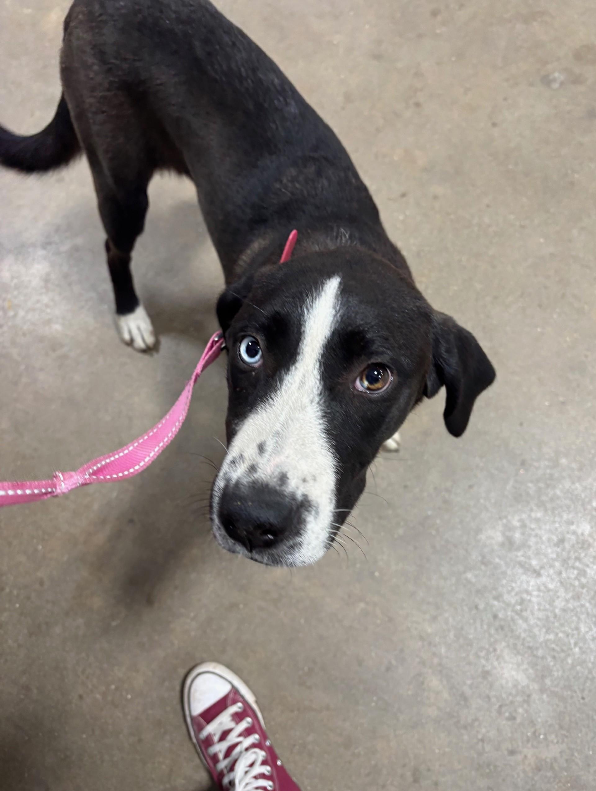 Enlarge Shamrock, a Adoptable mixed breed in Pekin, IL image 1/6