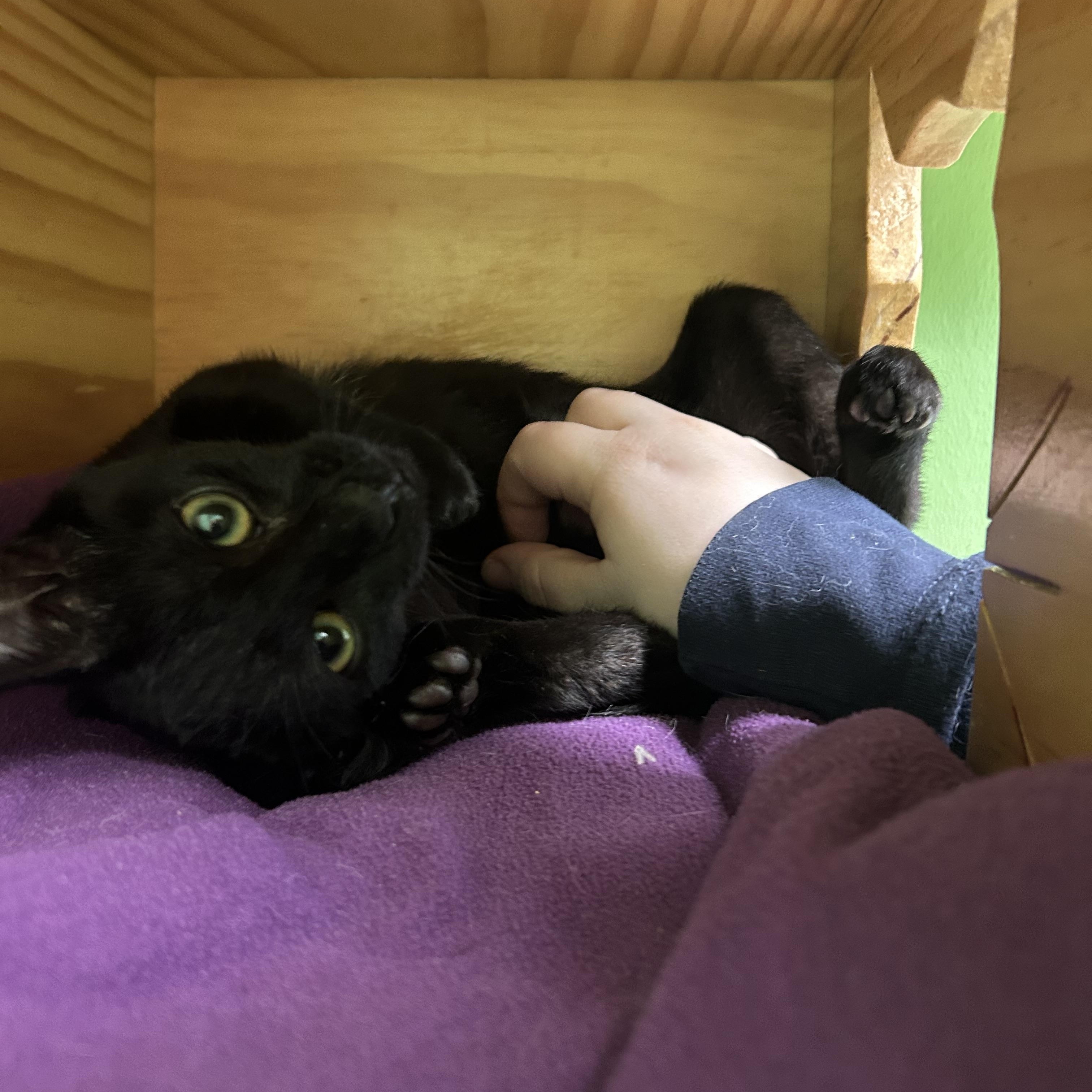 Enlarge Max, an adopted Domestic Short Hair in Greenbelt, MD image 3/6