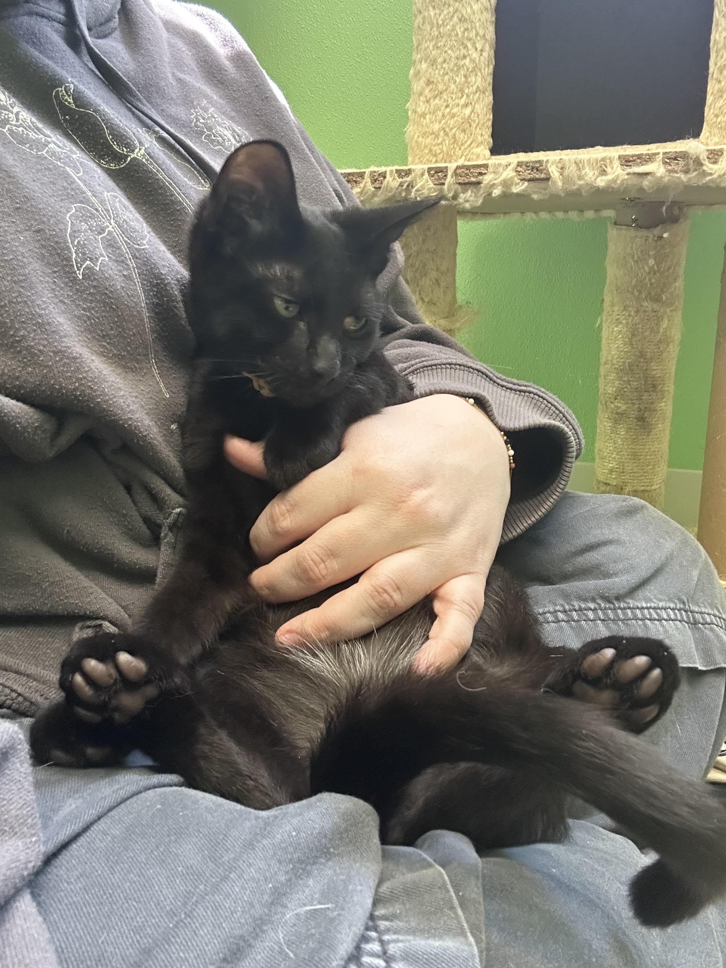 Enlarge Max, an adopted Domestic Short Hair in Greenbelt, MD image 2/6