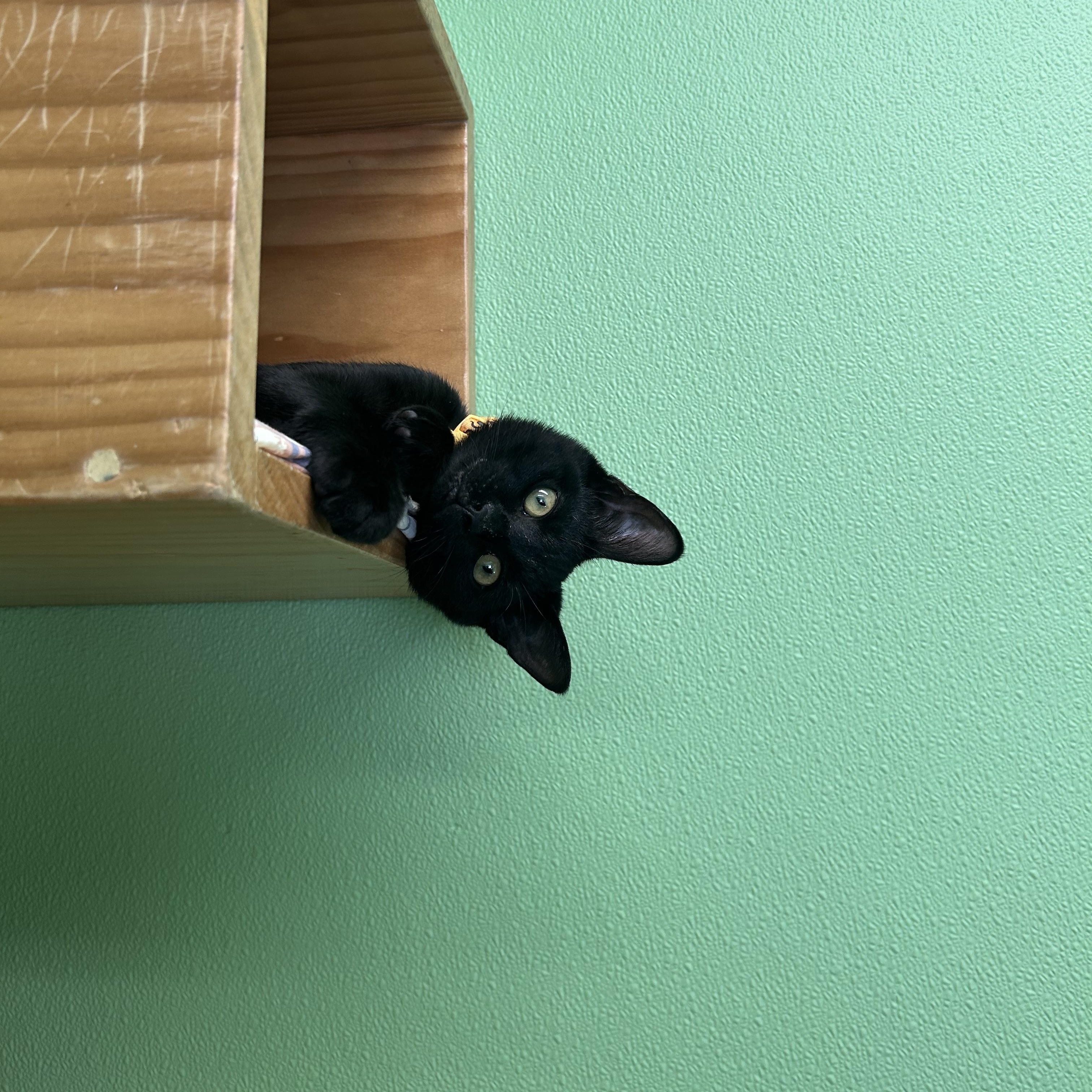 Enlarge Max, an adopted Domestic Short Hair in Greenbelt, MD image 1/6