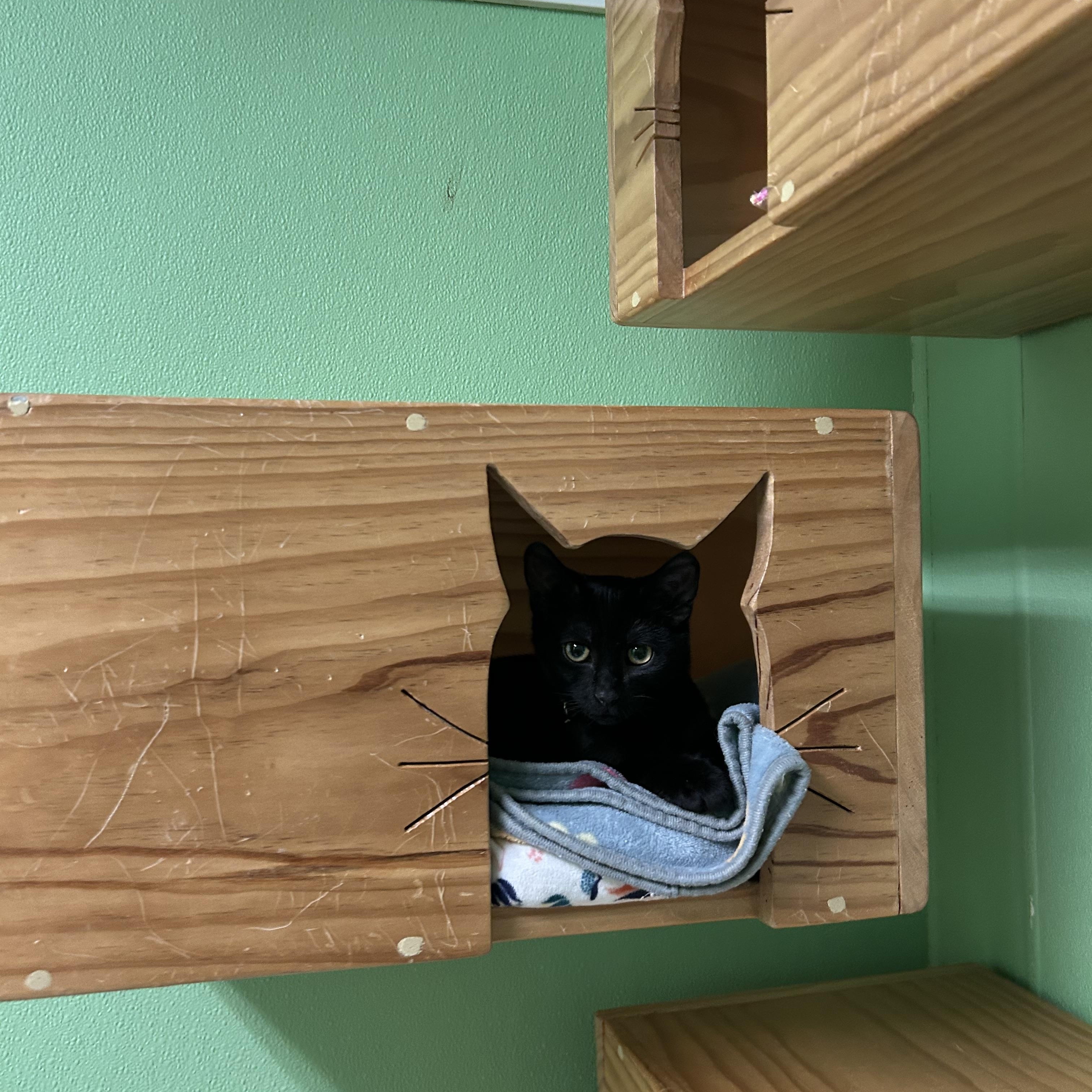 Max, ADOPTABLE, Kitten Male Domestic Short Hair.