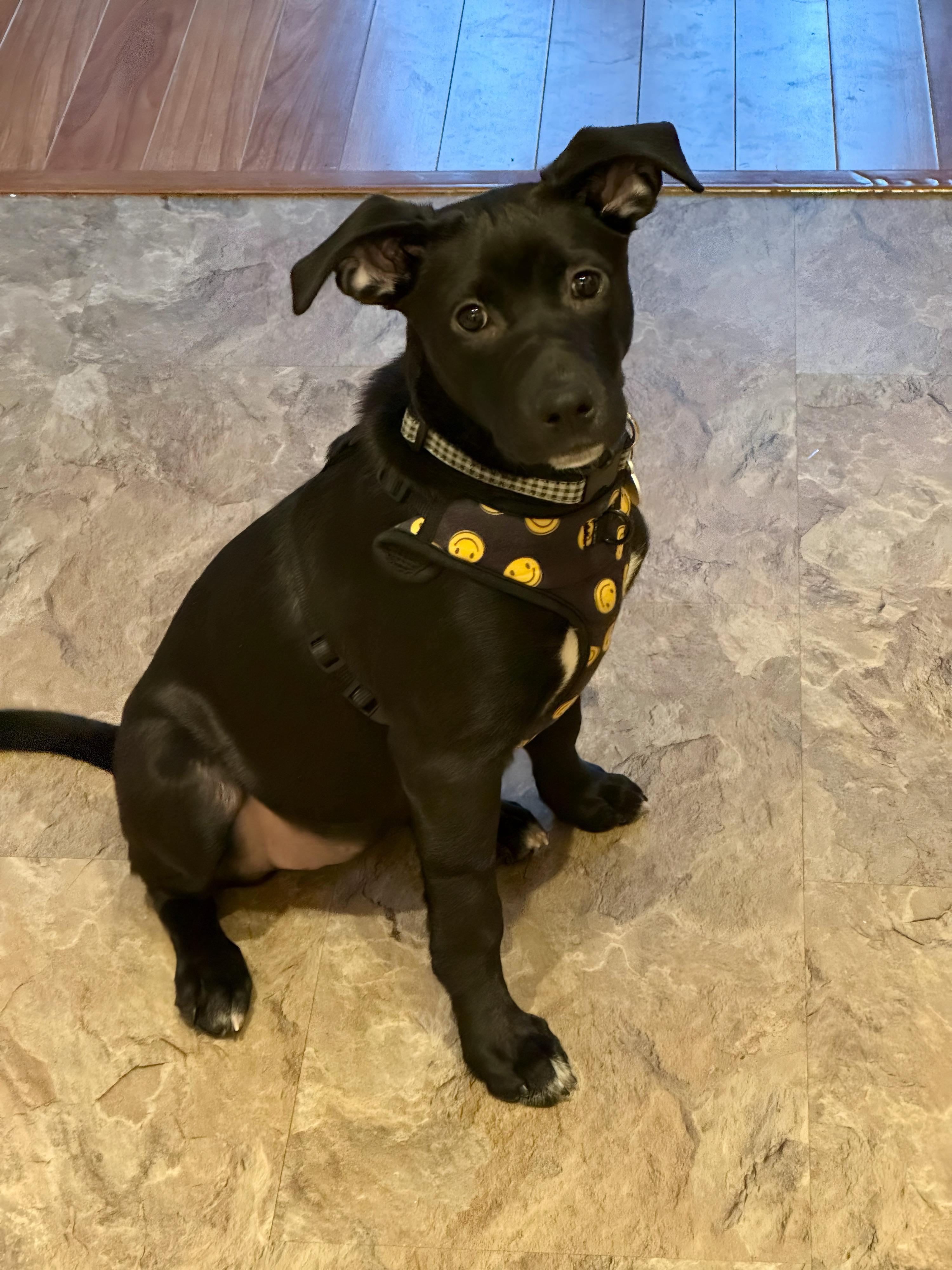 Enlarge DIAMOND - YAY - I’VE BEEN ADOPTED, an adopted mixed breed in Stoney Creek, ON image 1/5