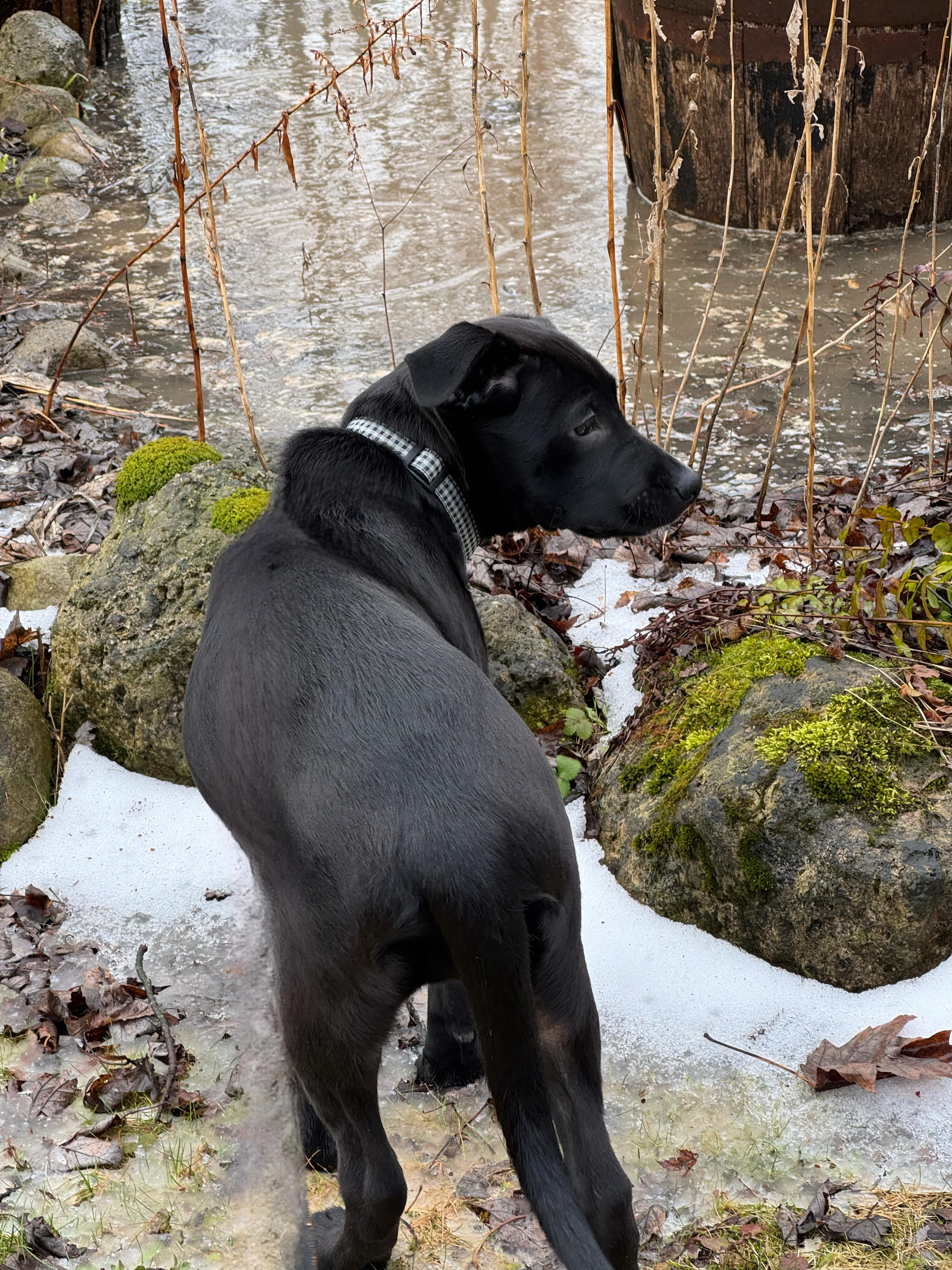DIAMOND - FOSTER/ FOSTER TO ADOPT photo 5
