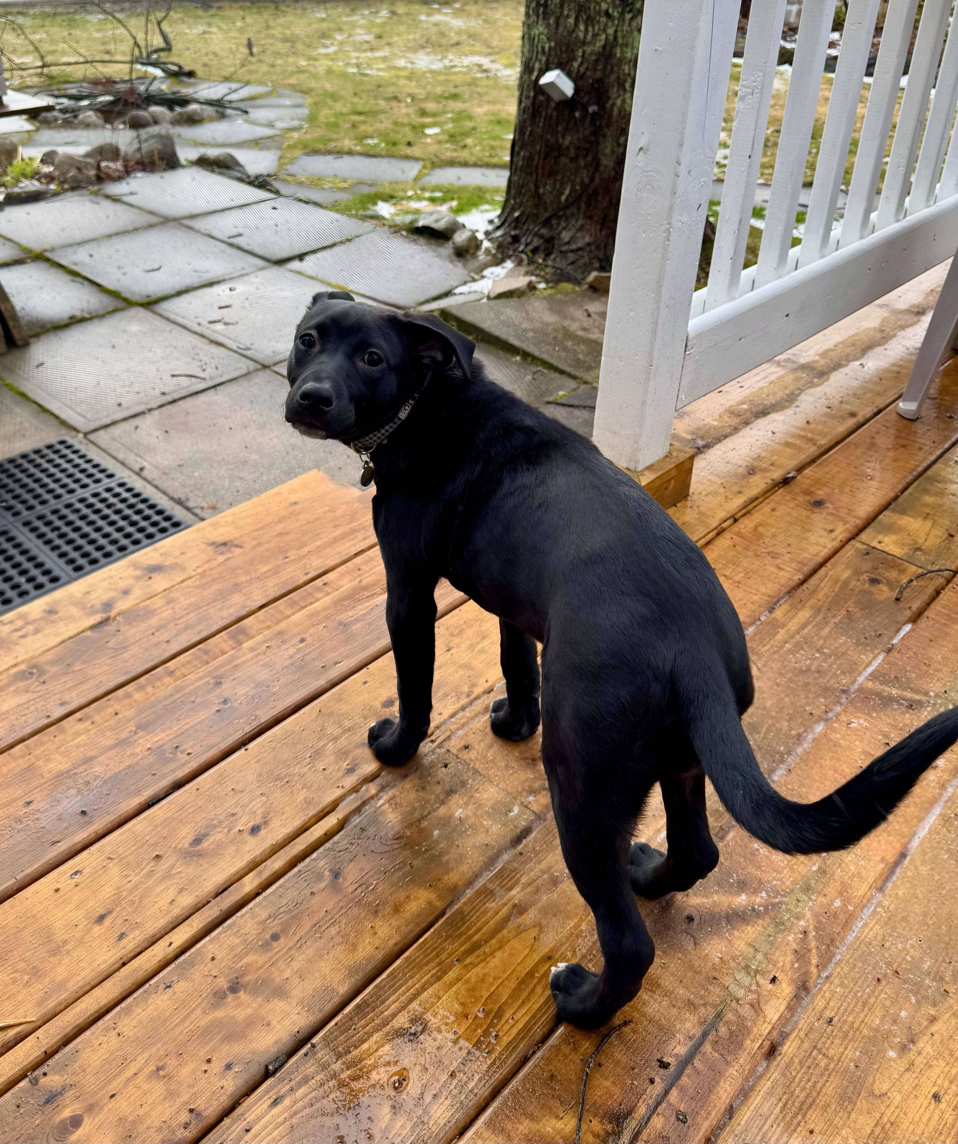 DIAMOND - FOSTER/ FOSTER TO ADOPT