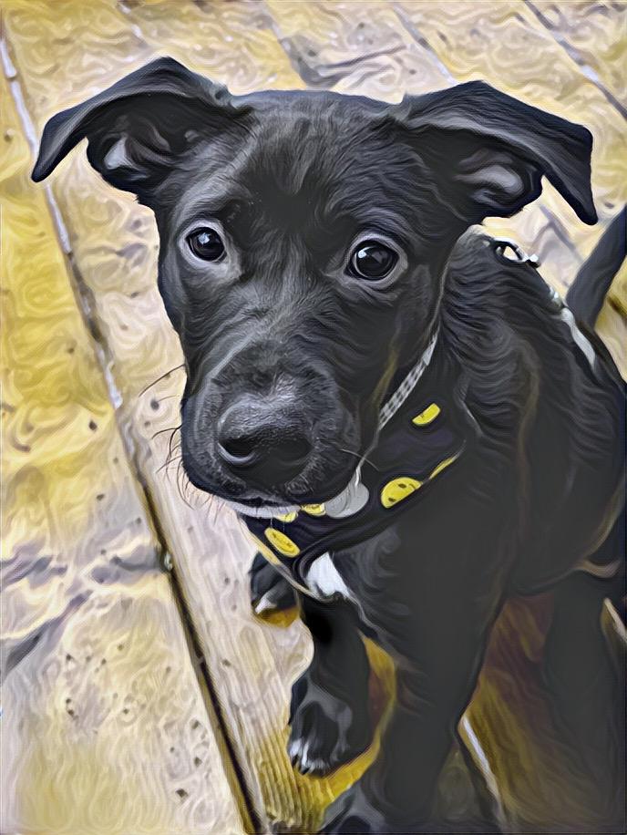 DIAMOND - FOSTER/ FOSTER TO ADOPT