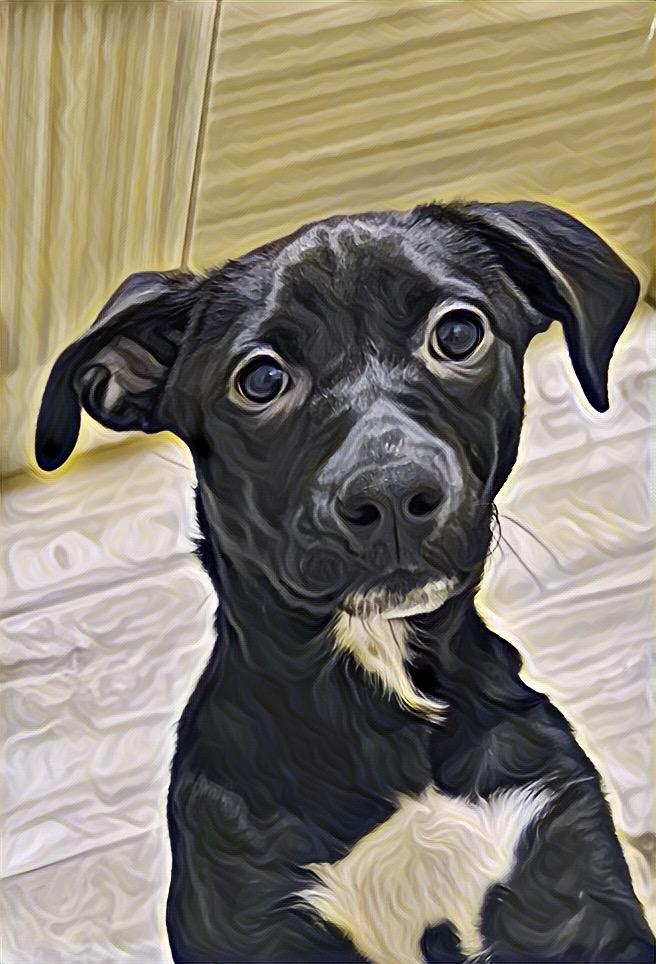 Enlarge DIAMOND - YAY - I’VE BEEN ADOPTED, an adopted mixed breed in Stoney Creek, ON image 5/5