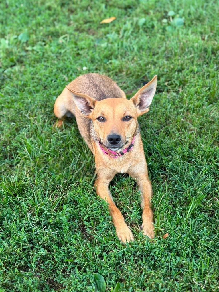 L’Oréal, Adoptable, Young Female Rat Terrier & Chihuahua.