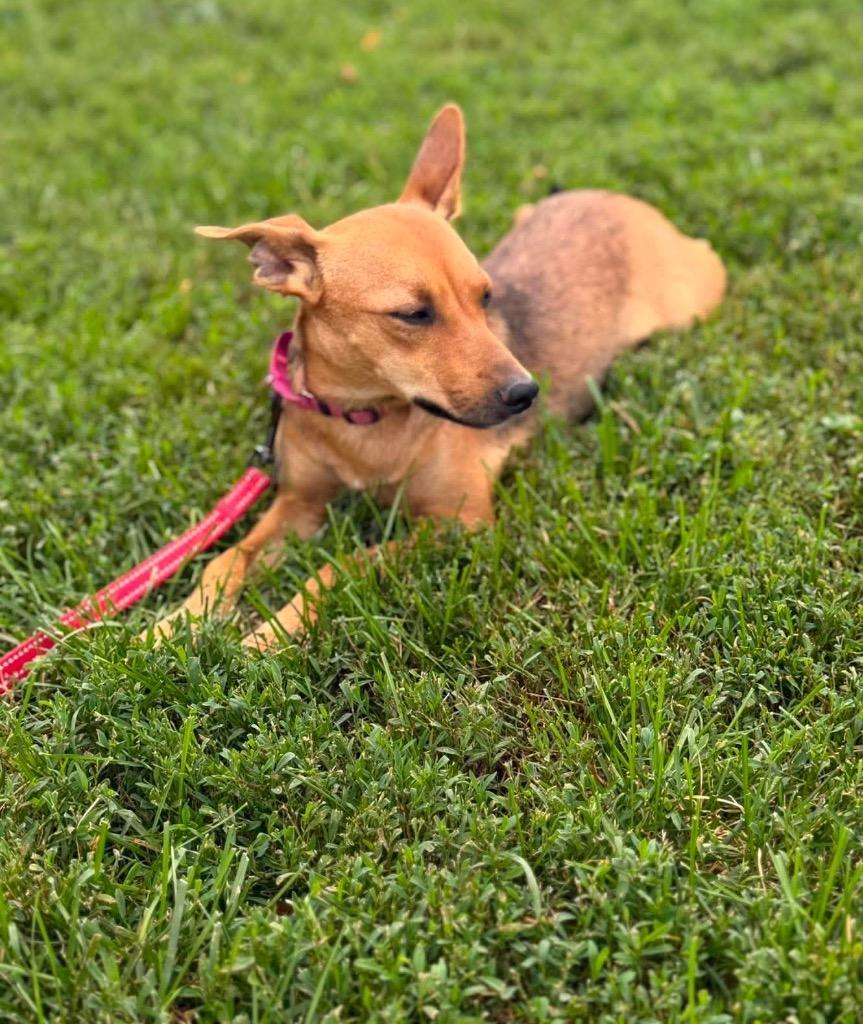 Enlarge L’Oréal, a Adoptable mixed breed in Decatur, IN image 2/6