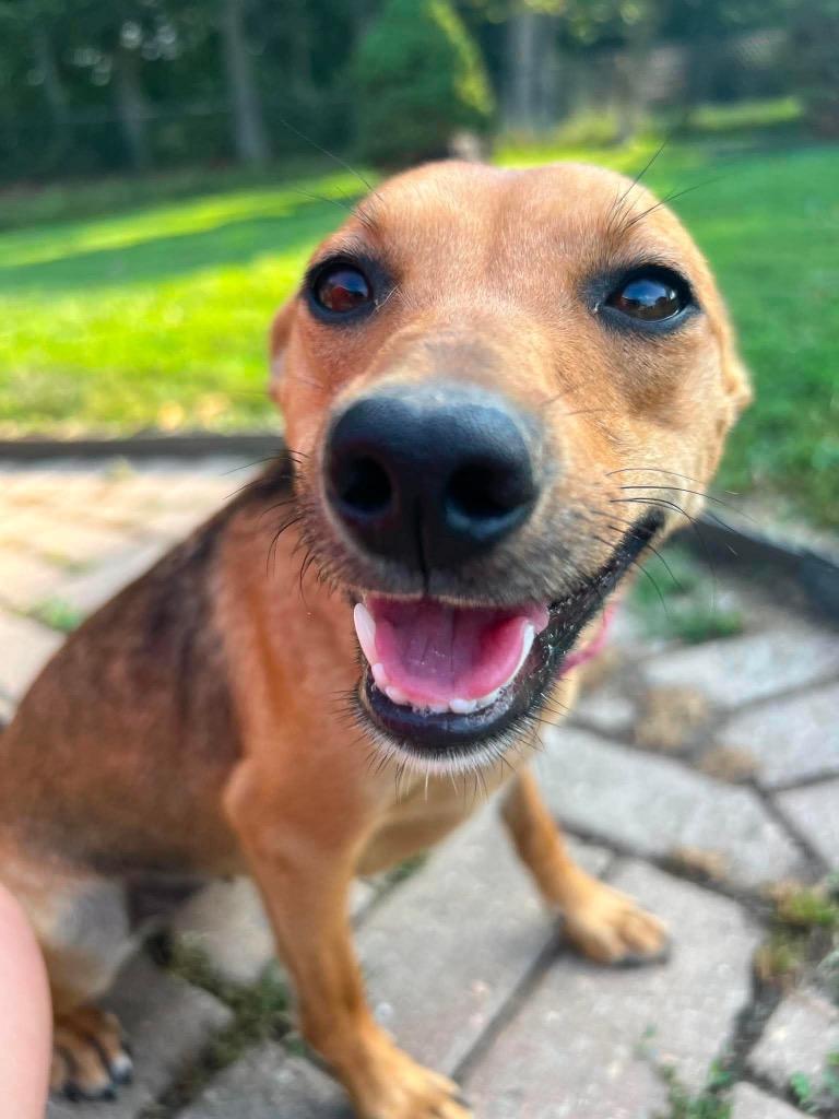 Enlarge L’Oréal, a Adoptable mixed breed in Decatur, IN image 3/6