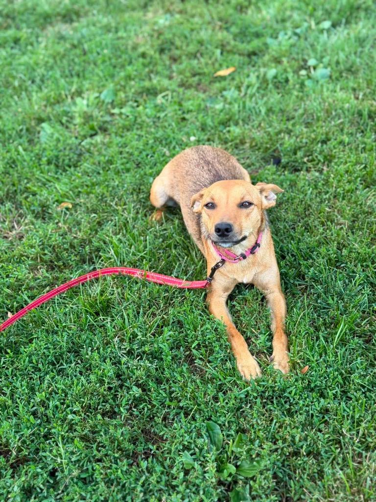 Enlarge L’Oréal, a Adoptable mixed breed in Decatur, IN image 4/6