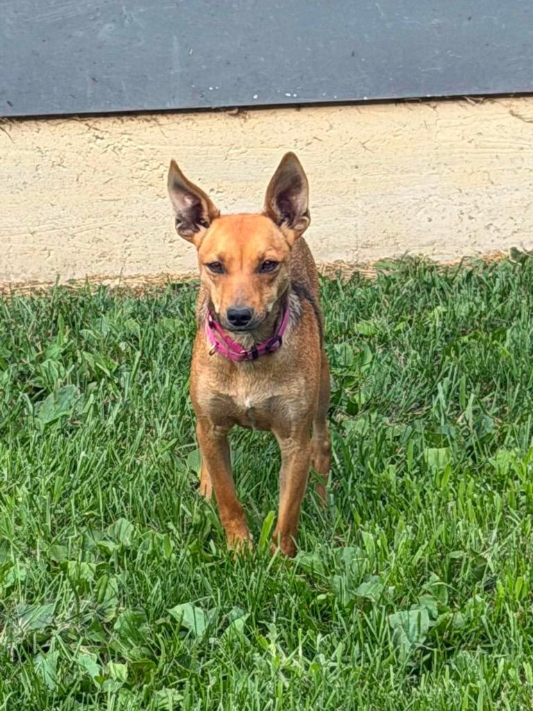 Enlarge L’Oréal, a Adoptable mixed breed in Decatur, IN image 5/6