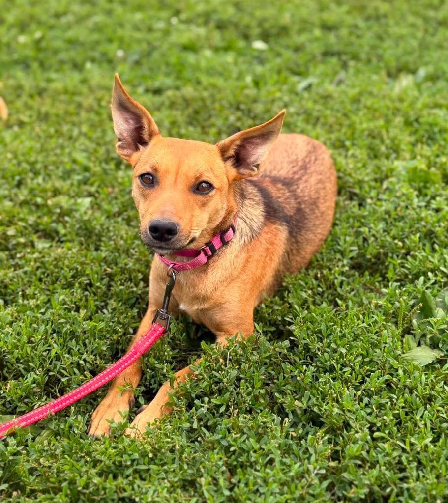 Enlarge L’Oréal, a Adoptable mixed breed in Decatur, IN image 6/6