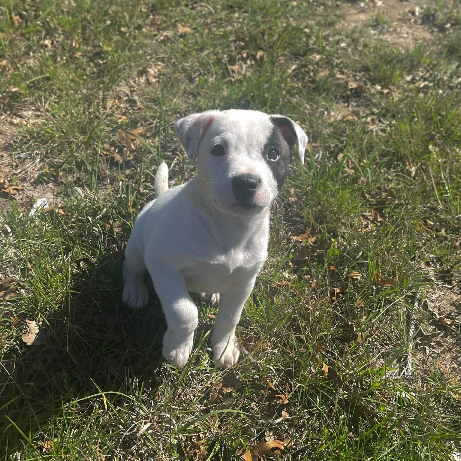 Bolt, adopted, Puppy Male Pit Bull Terrier.