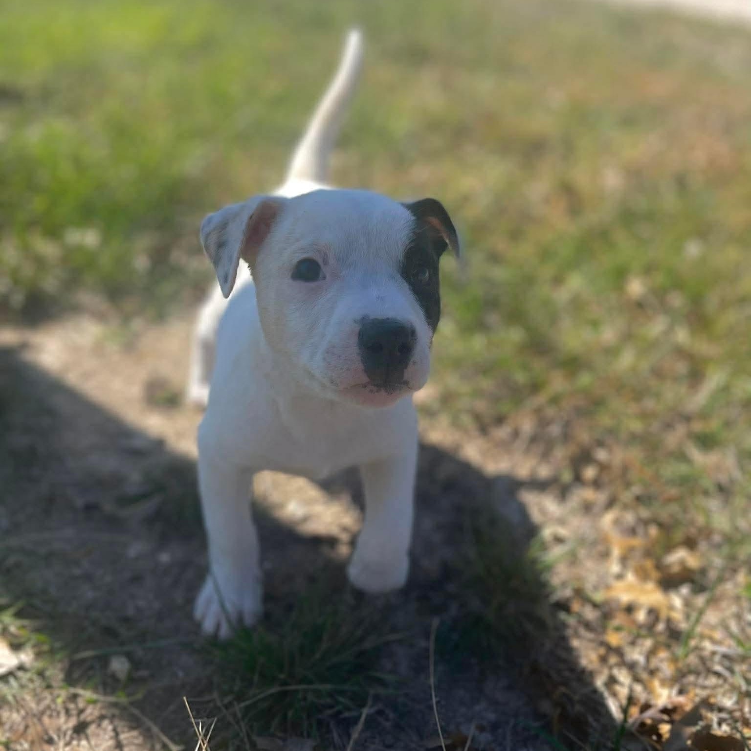 Enlarge Bolt, an adopted Pit Bull Terrier in Center Point, TX image 3/3