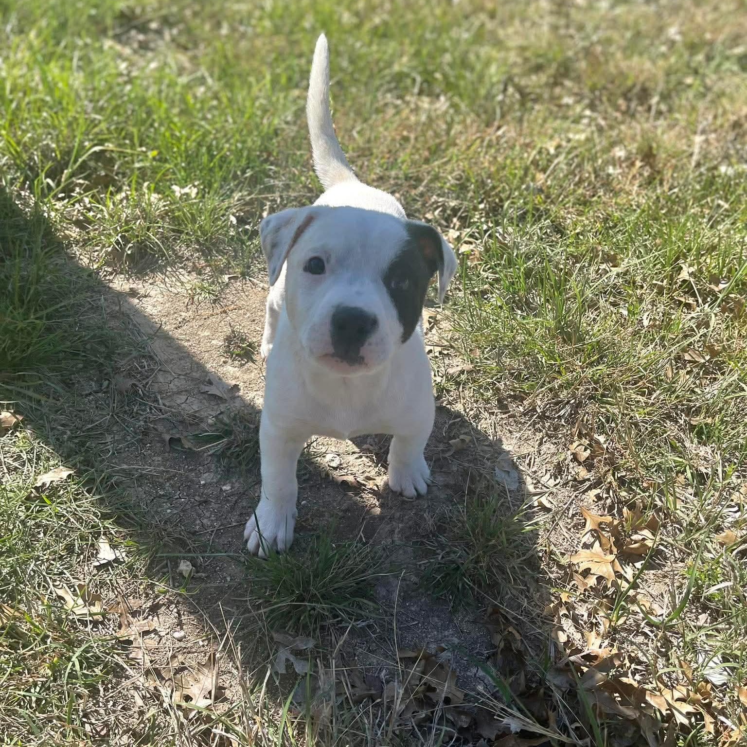 Enlarge Bolt, an adopted Pit Bull Terrier in Center Point, TX image 2/3
