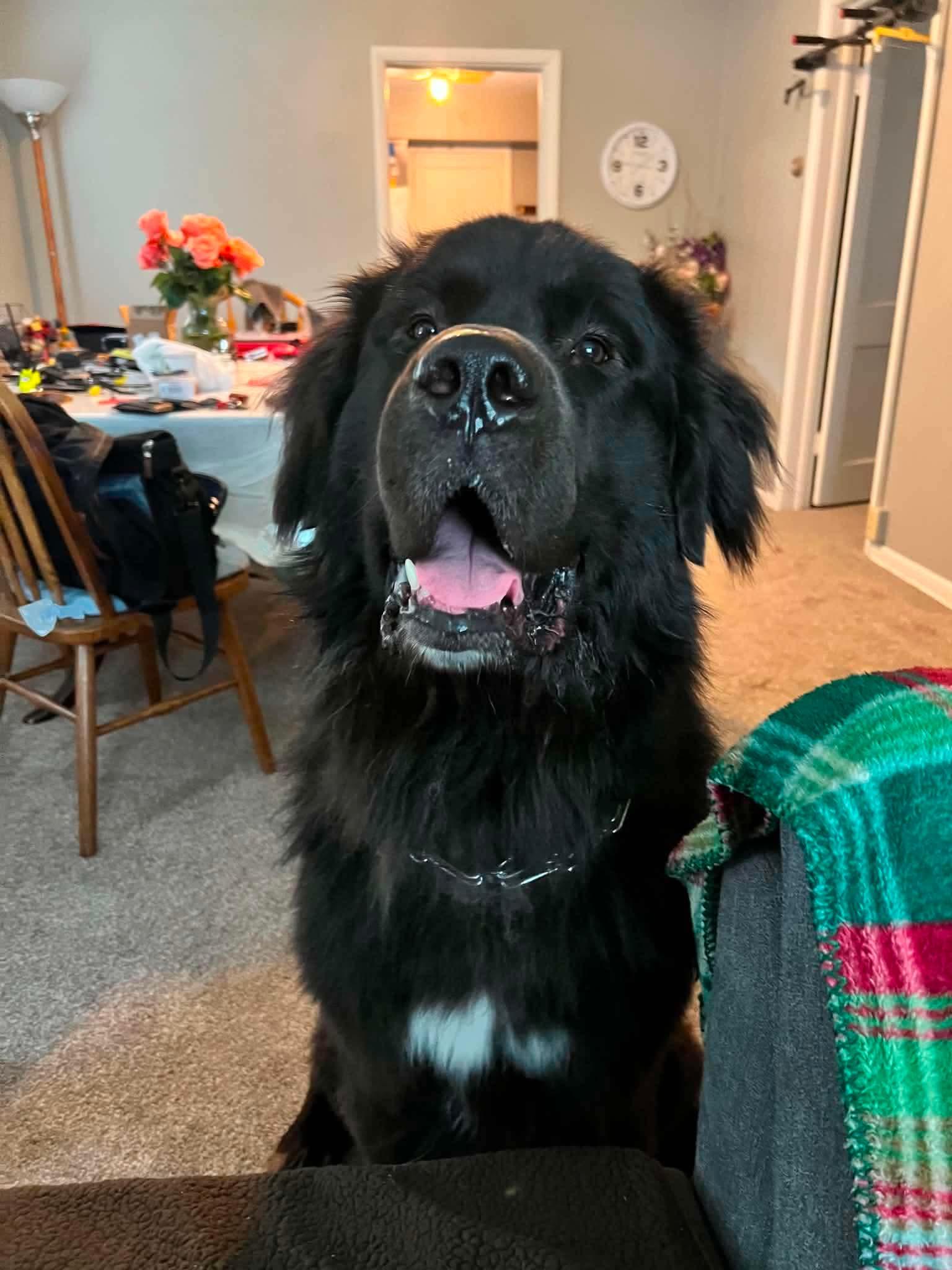 Bear, a Adoptable mixed breed in Duluth, MN image 1/3
