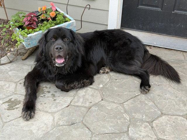 Bear, a Adoptable mixed breed in Duluth, MN image 2/3