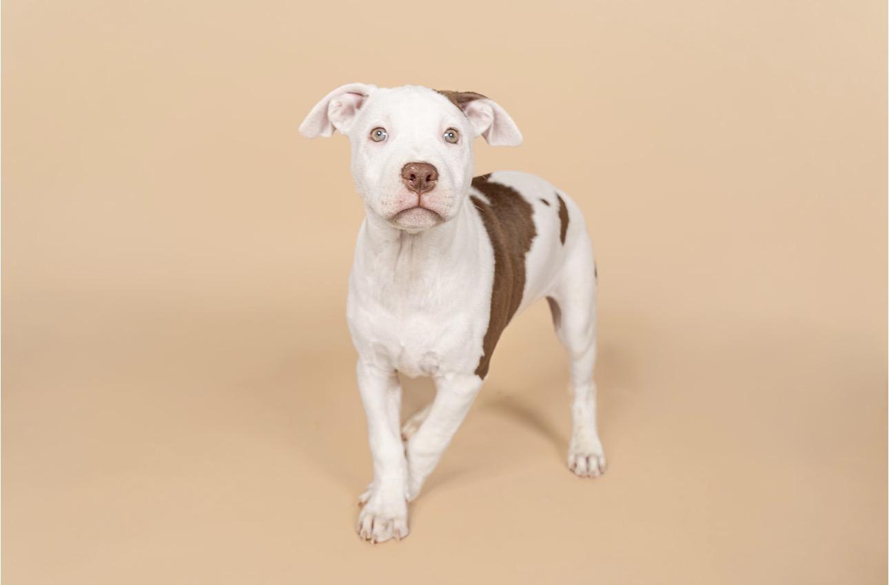 Spottie, ADOPTABLE, Young Female American Staffordshire Terrier.
