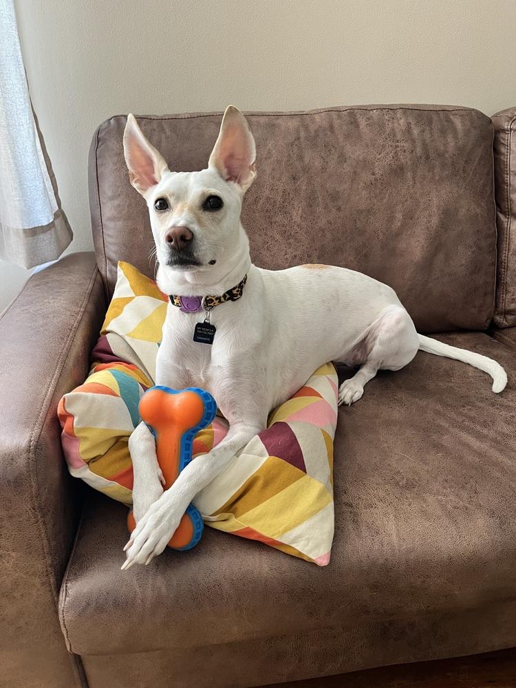 Luna, Adoptable, Young Female Labrador Retriever & Rat Terrier.