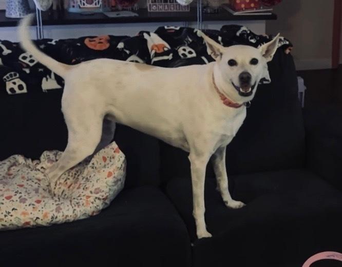 Enlarge Luna, a Adoptable mixed breed in St. Petersburg, FL image 2/6