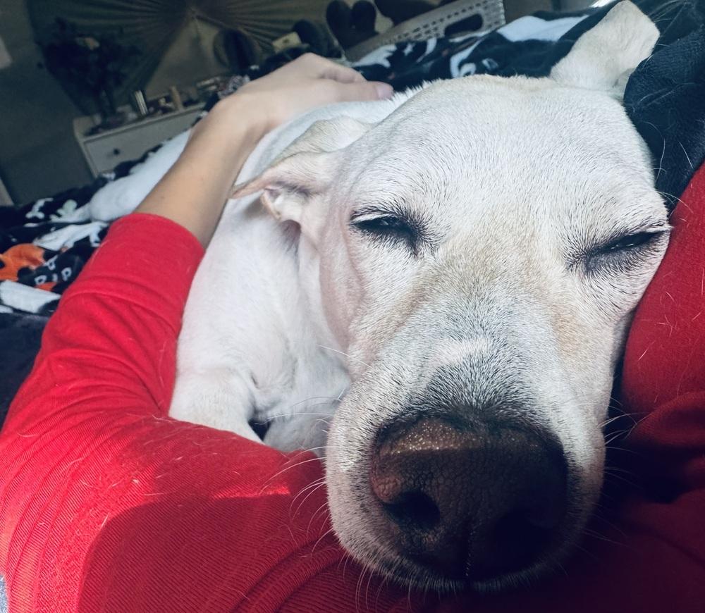 Enlarge Luna, a Adoptable mixed breed in St. Petersburg, FL image 3/6