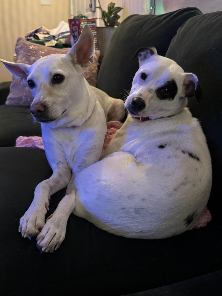 Enlarge Luna, a Adoptable mixed breed in St. Petersburg, FL image 4/6