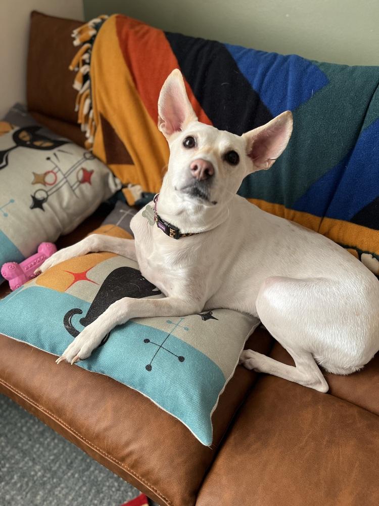 Enlarge Luna, a Adoptable mixed breed in St. Petersburg, FL image 5/6