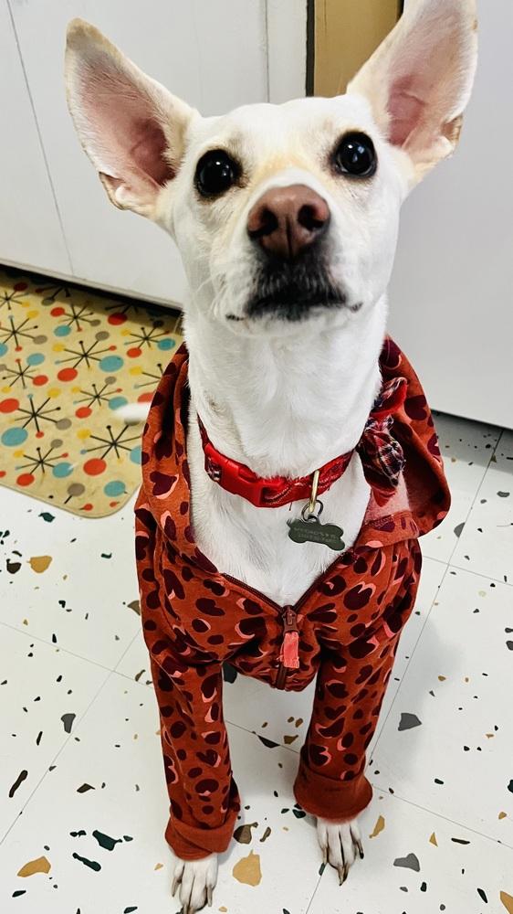 Enlarge Luna, a Adoptable mixed breed in St. Petersburg, FL image 6/6