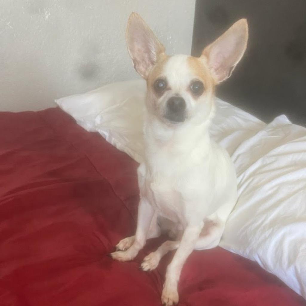 Enlarge Punky, a Adoptable Chihuahua in Nashville, TN image 1/6