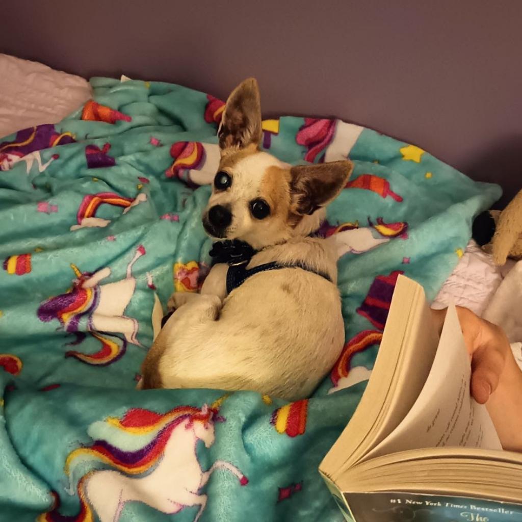 Enlarge Punky, a Adoptable Chihuahua in Nashville, TN image 2/6