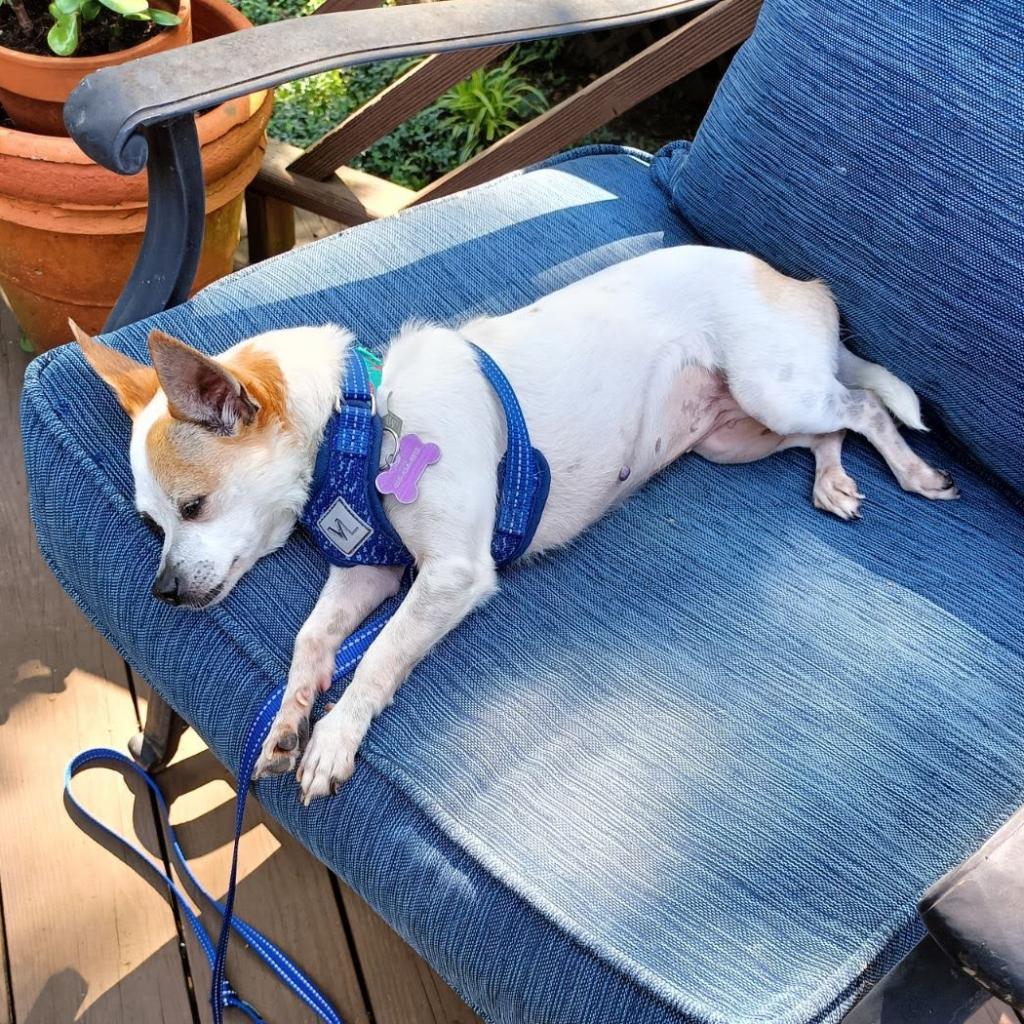 Enlarge Punky, a Adoptable Chihuahua in Nashville, TN image 3/6