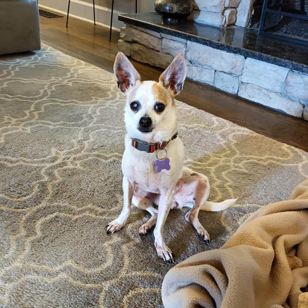 Enlarge Punky, a Adoptable Chihuahua in Nashville, TN image 4/6