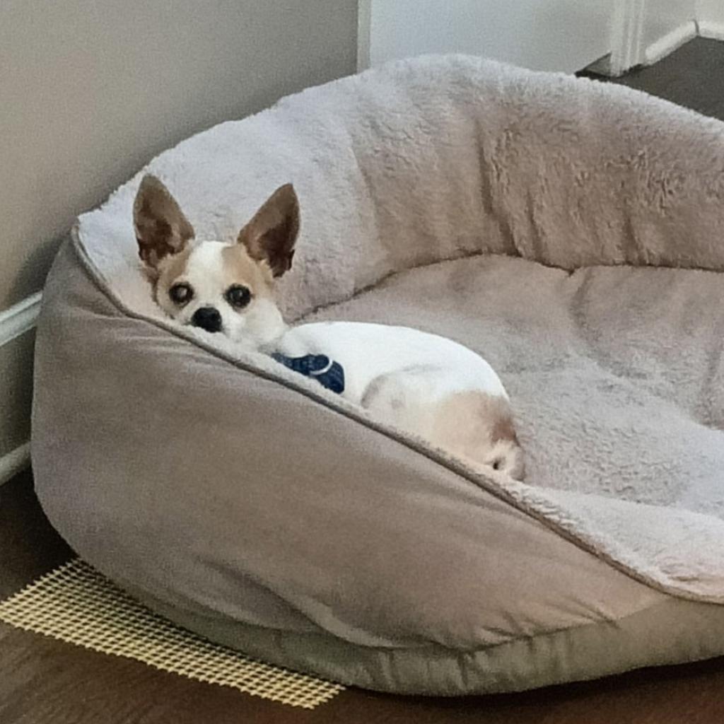 Enlarge Punky, a Adoptable Chihuahua in Nashville, TN image 6/6