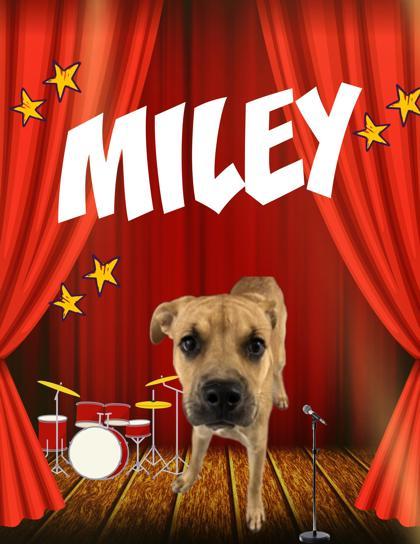 Miley, Adoptable, Adult Female Terrier.