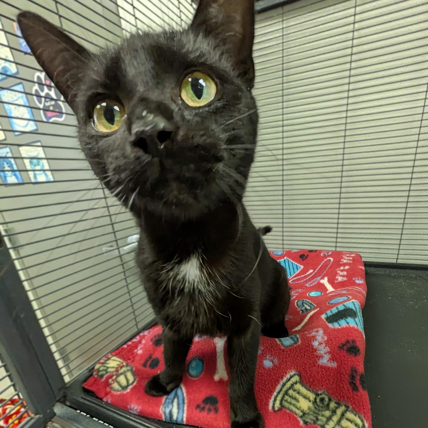 Enlarge Winnie, a ADOPTABLE mixed breed in Mount Carmel, IL image 1/4