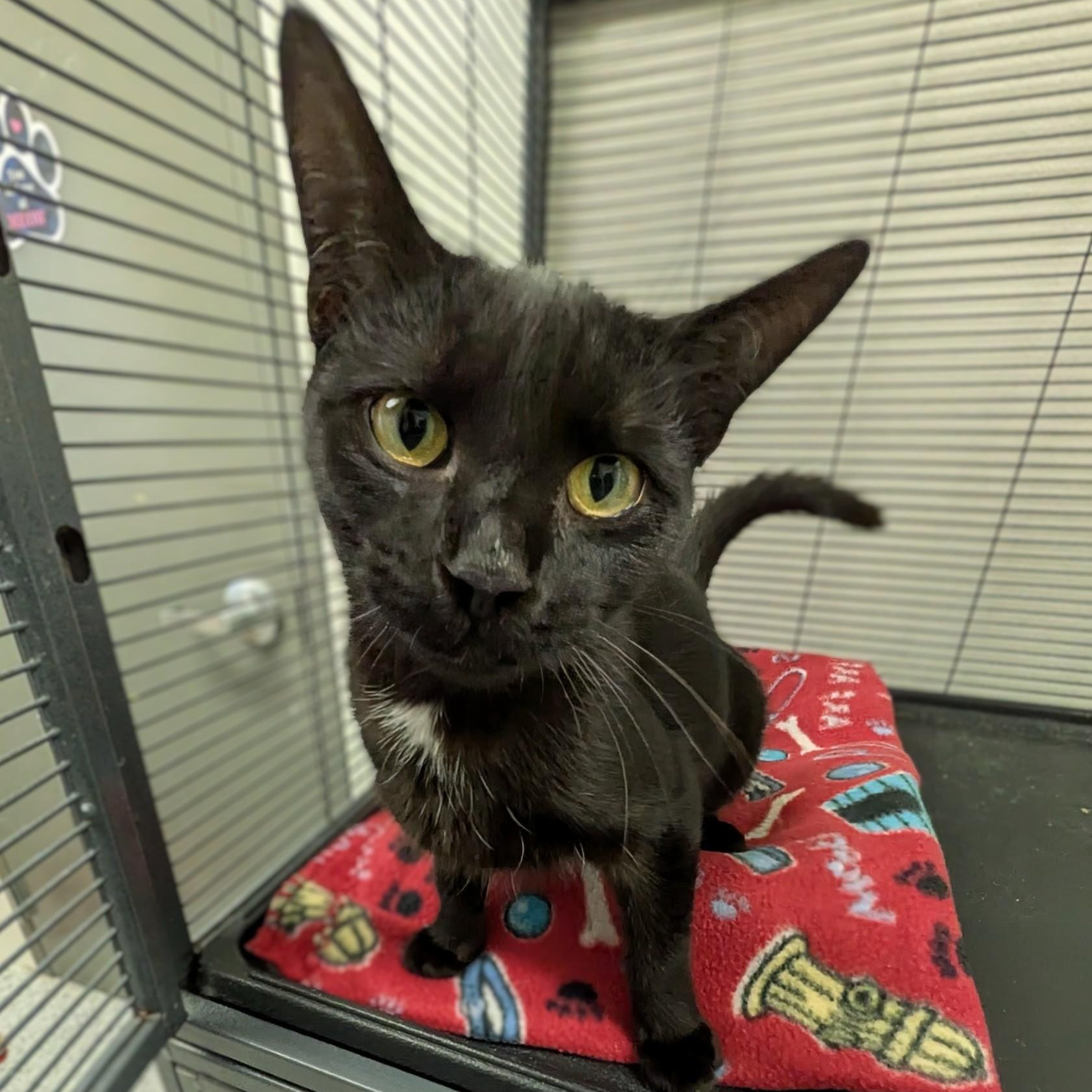 Enlarge Winnie, a ADOPTABLE mixed breed in Mount Carmel, IL image 2/4