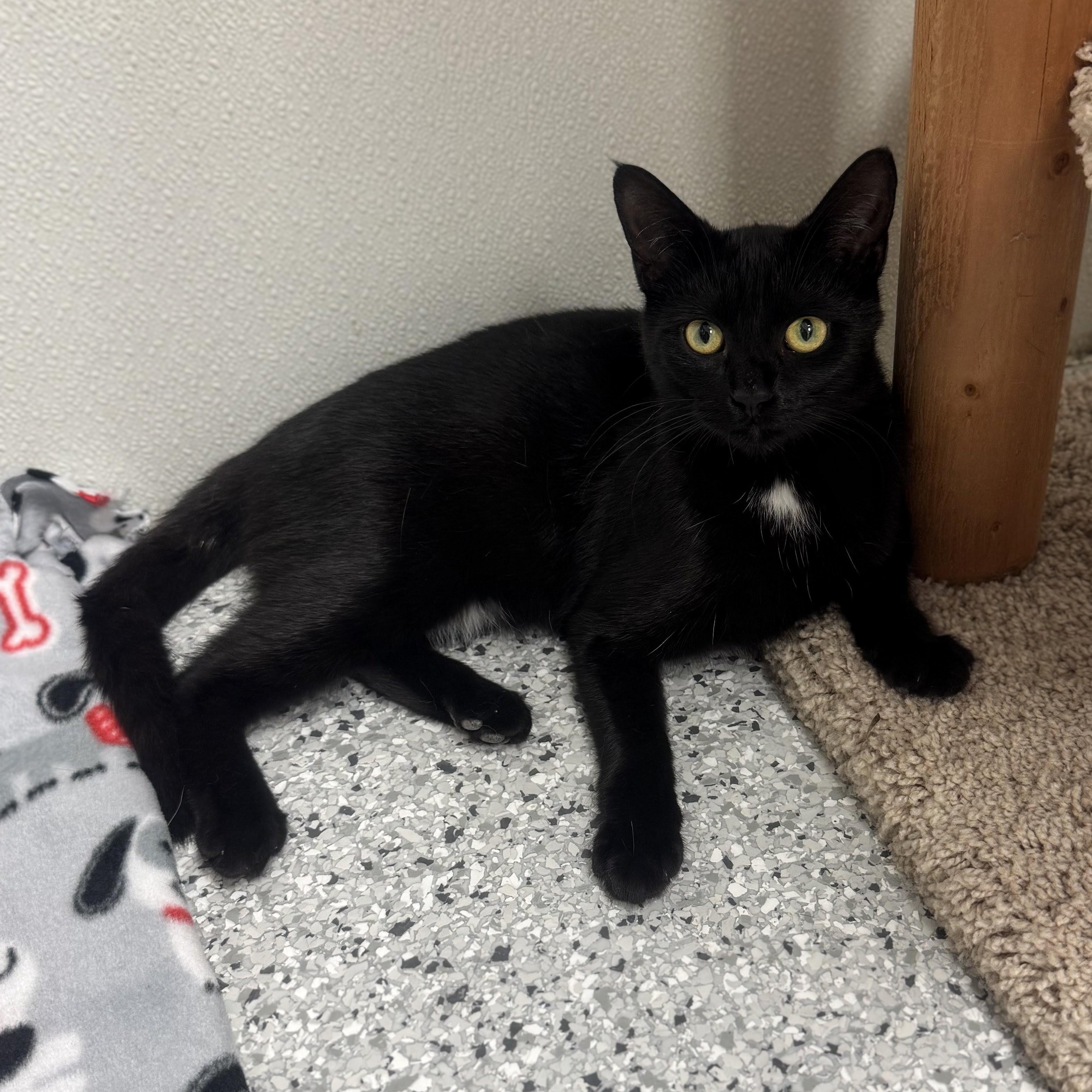 Enlarge Winnie, a ADOPTABLE mixed breed in Mount Carmel, IL image 3/4