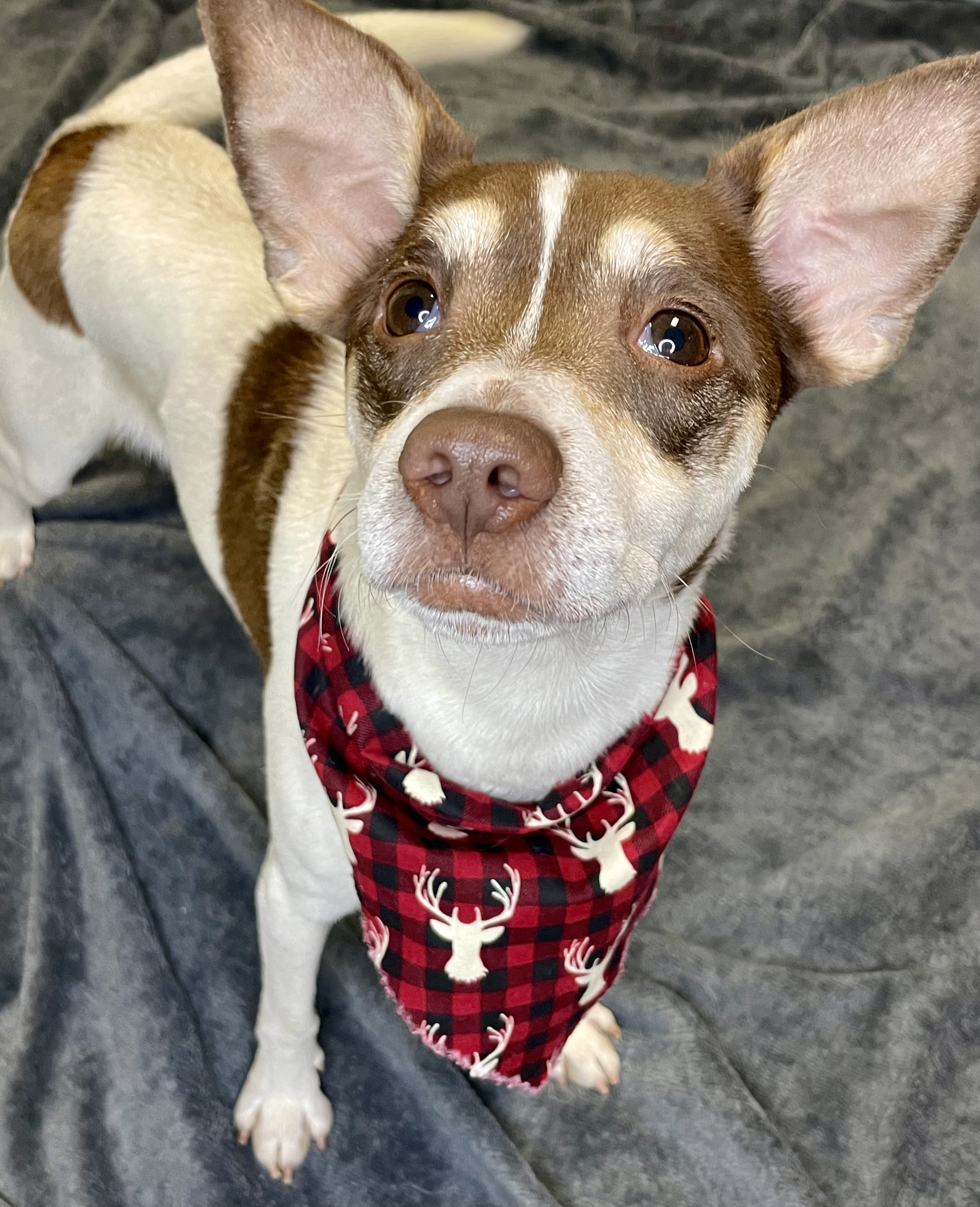 Dog for adoption Irish Cream, a Chihuahua & Terrier Mix in Lacon, IL