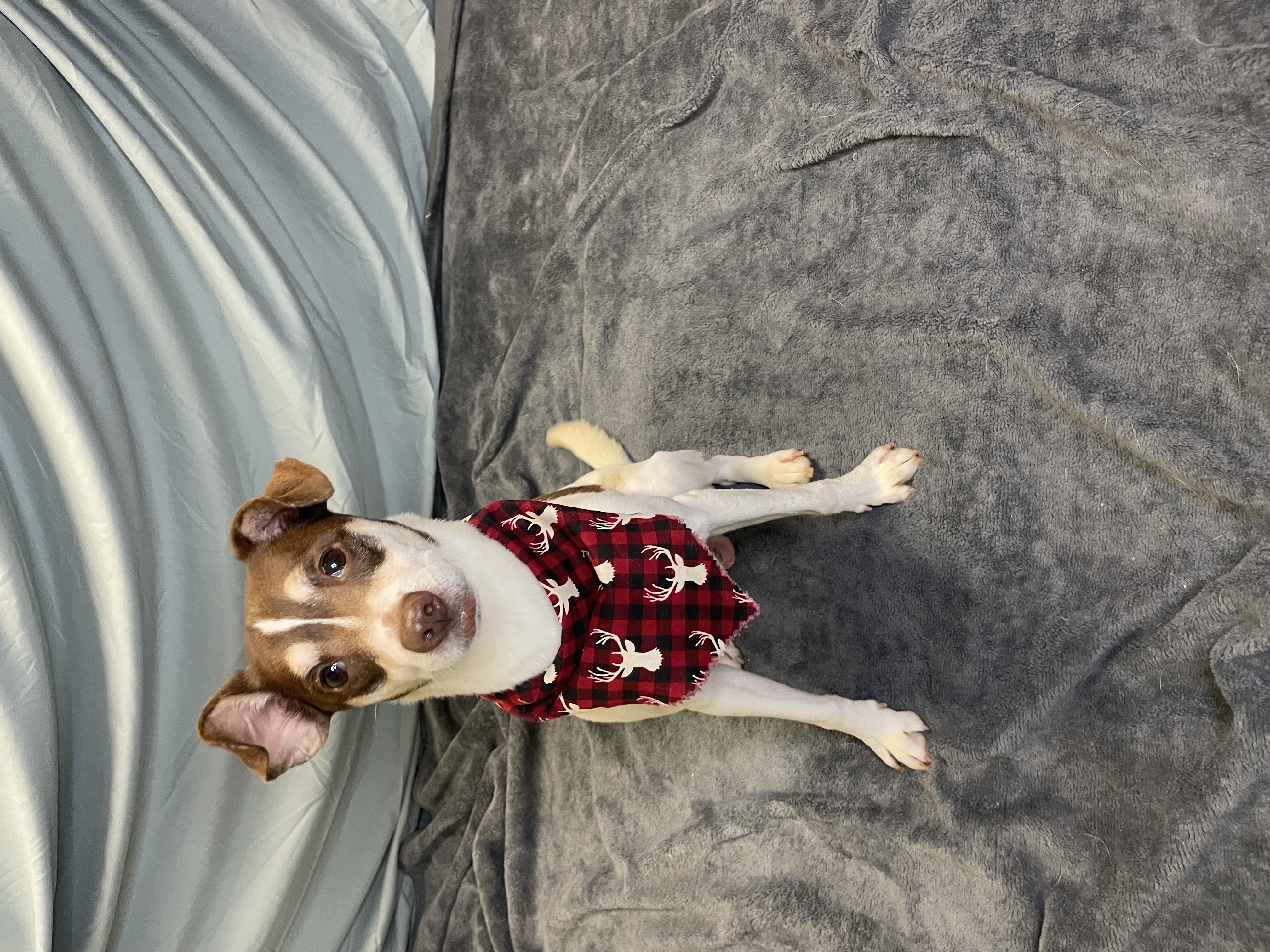 Dog for adoption Irish Cream, a Chihuahua & Terrier Mix in Lacon, IL