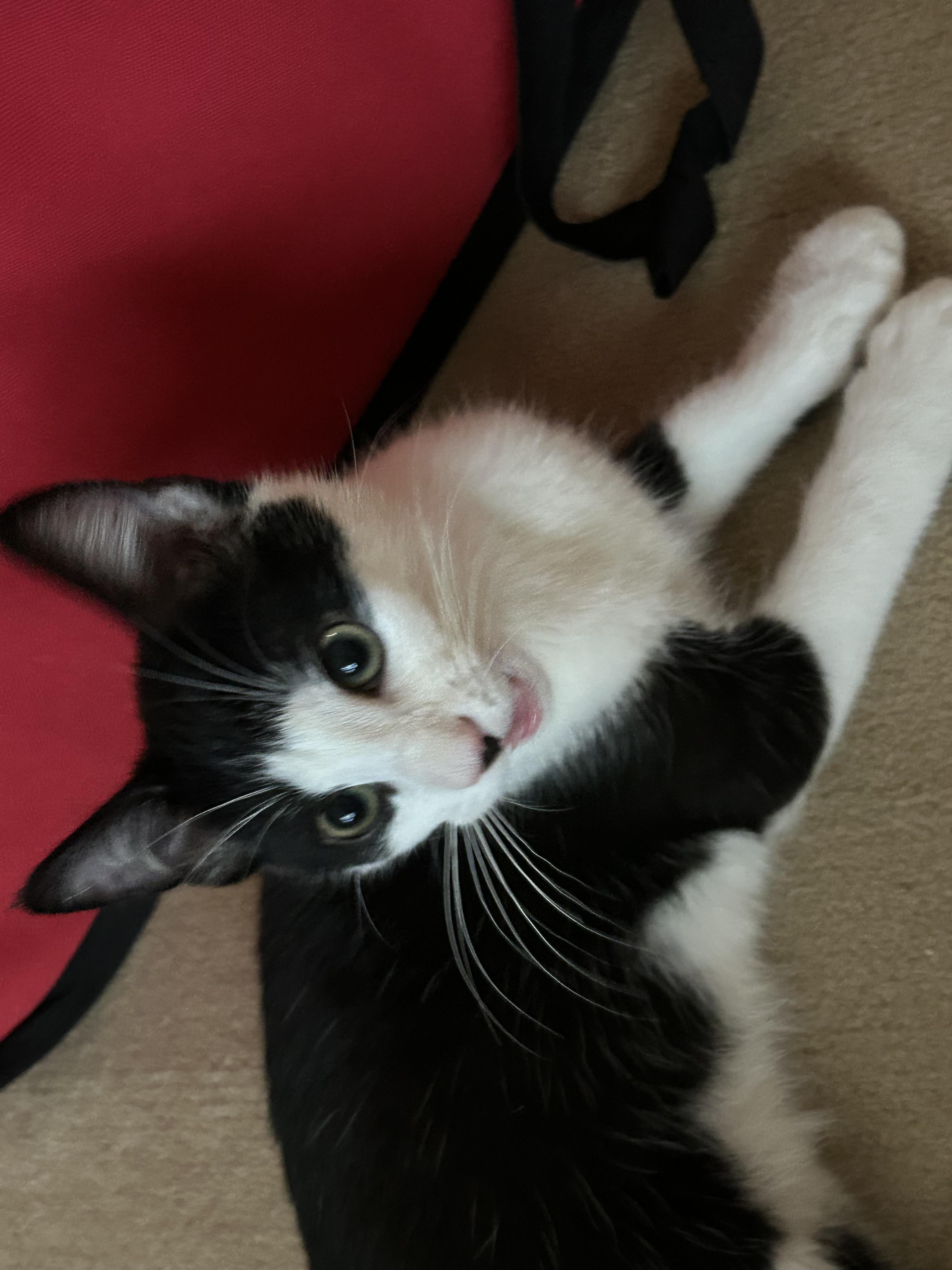 Enlarge Puddles, a Adoptable Domestic Short Hair in Greensboro, NC image 2/6