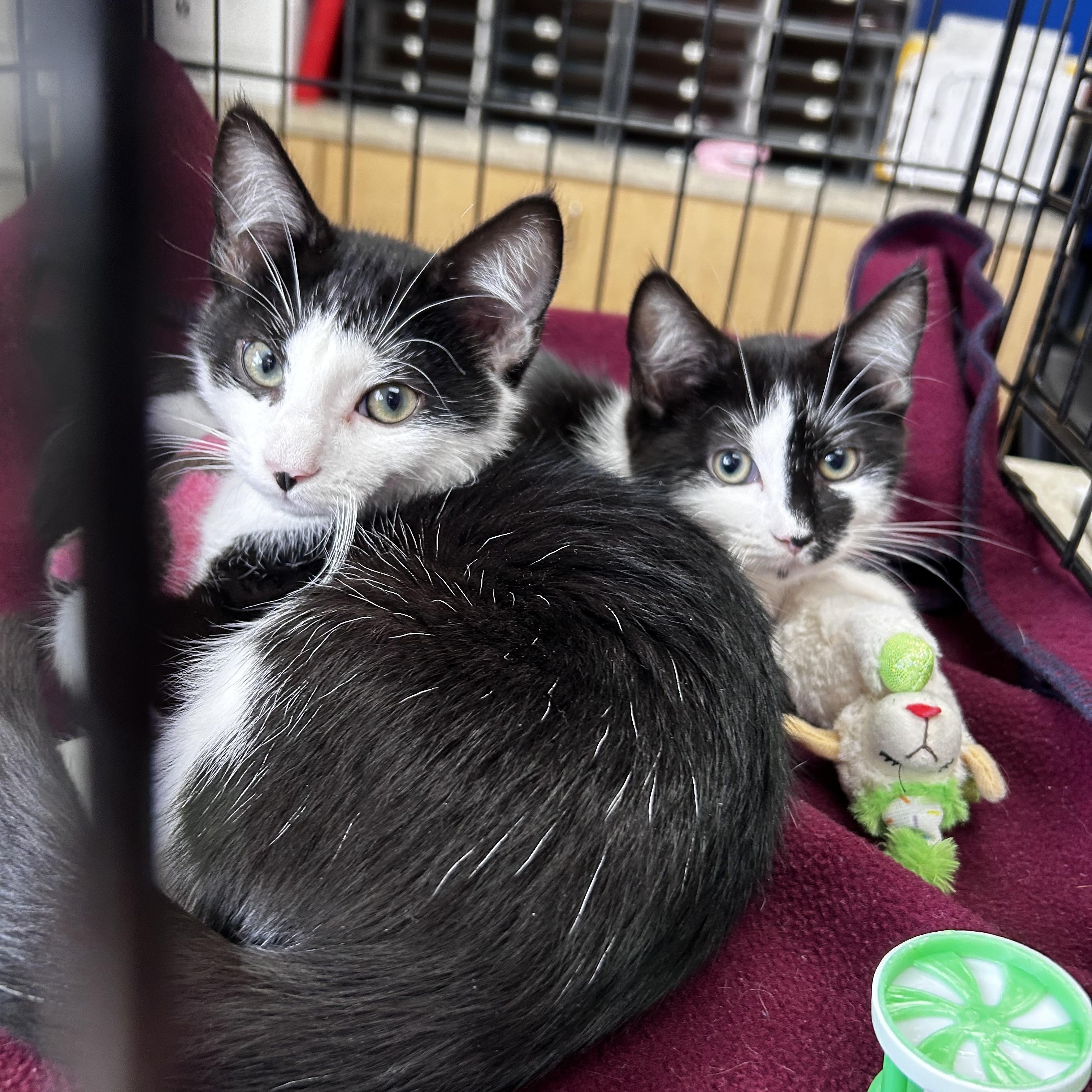 Puddles, Adoptable, Kitten Male Domestic Short Hair.