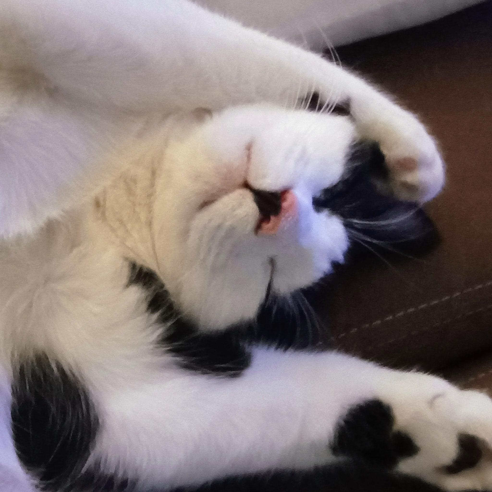 Enlarge Puddles, an adopted Domestic Short Hair in Greensboro, NC image 1/6