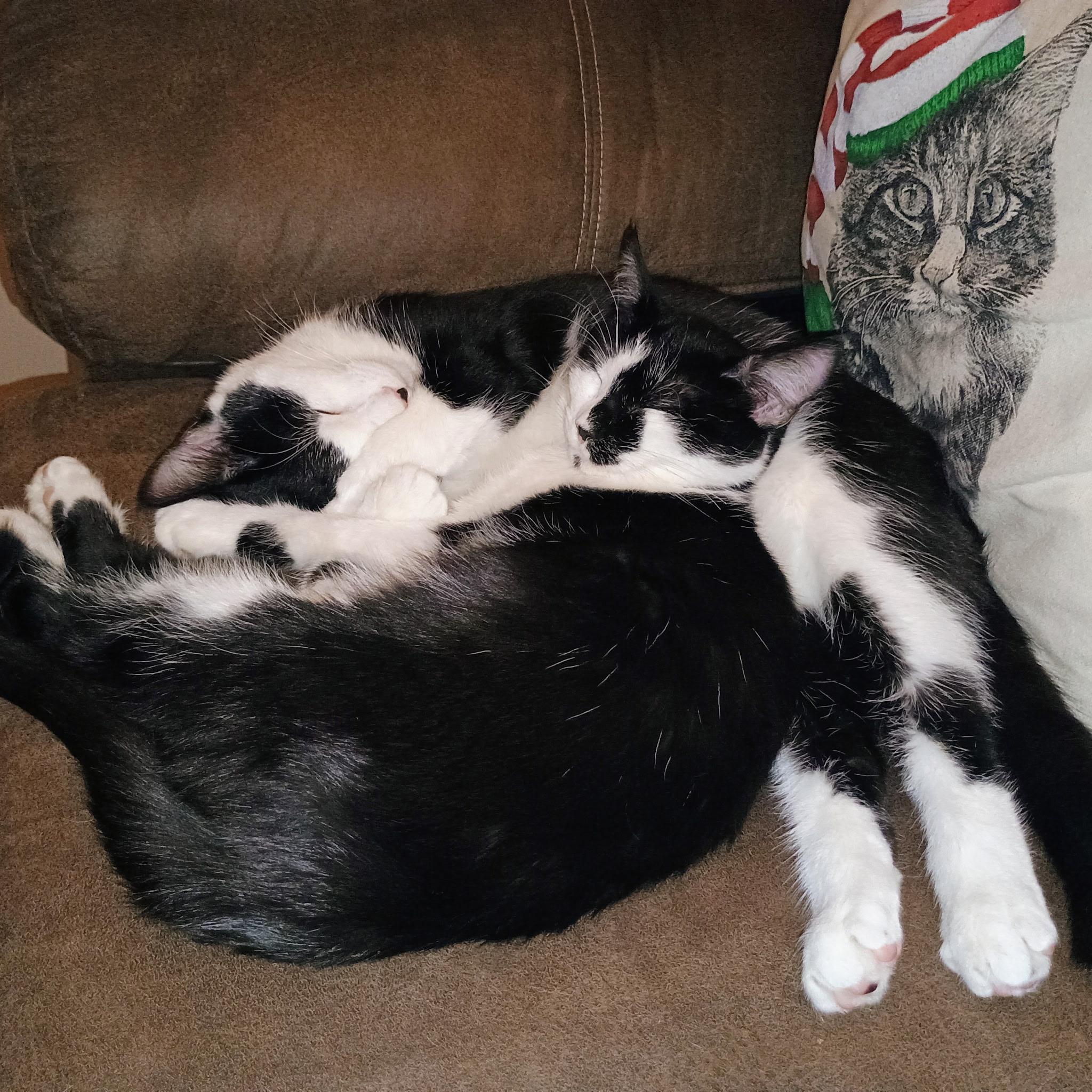 Enlarge Puddles, an adopted Domestic Short Hair in Greensboro, NC image 6/6