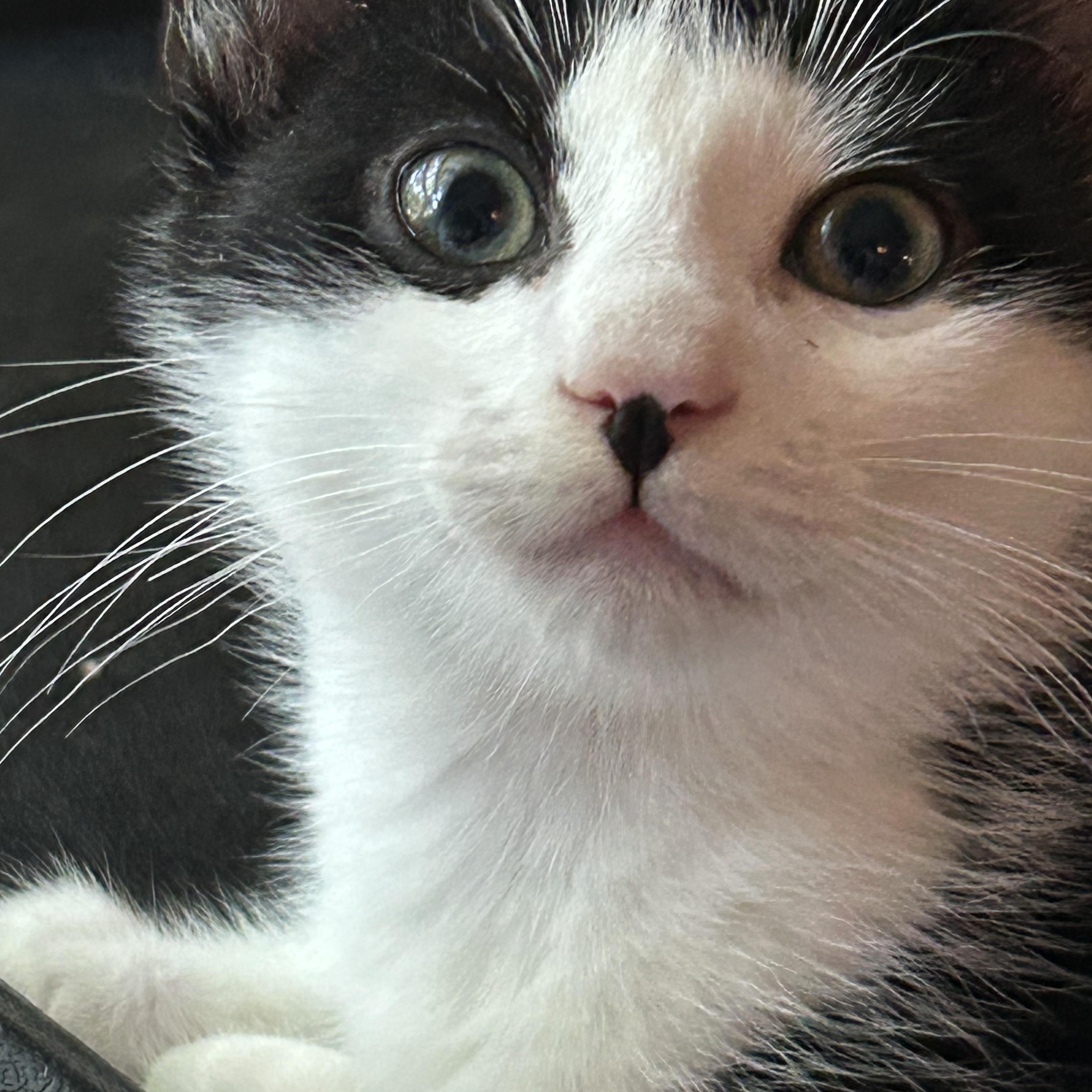 Enlarge Puddles, a Adoptable Domestic Short Hair in Greensboro, NC image 4/6