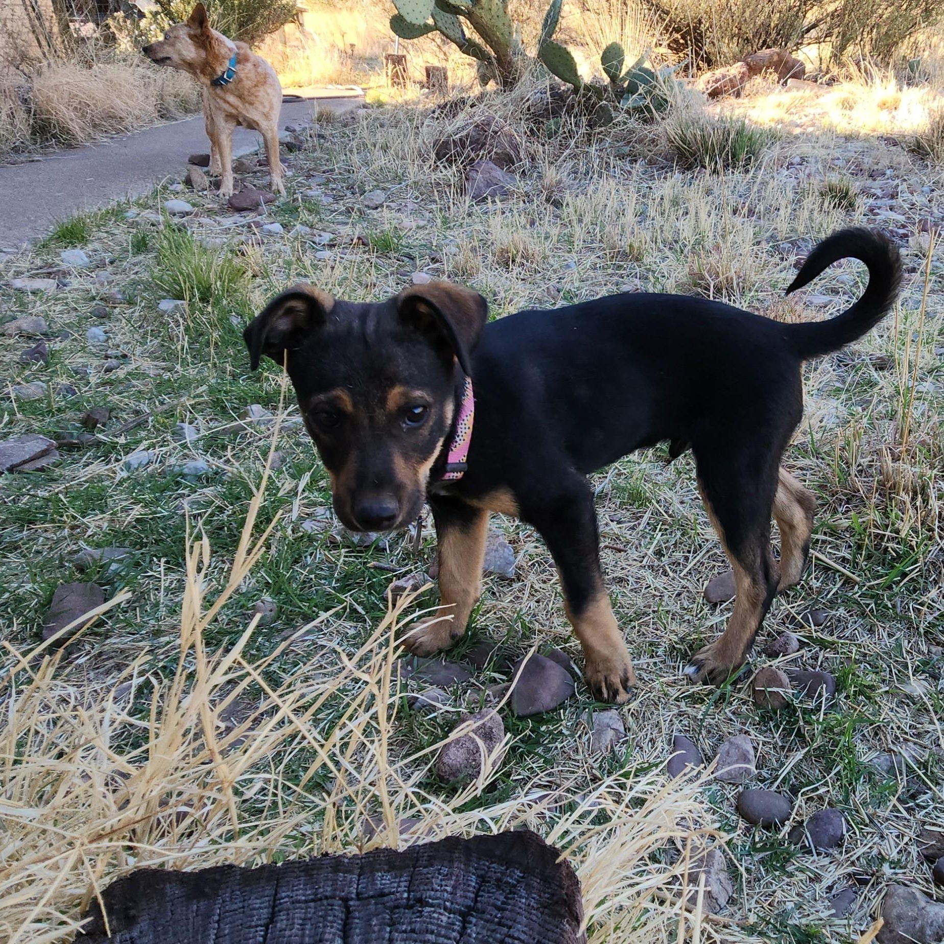Enlarge Scotch, a ADOPTABLE mixed breed in Marfa, TX image 6/6